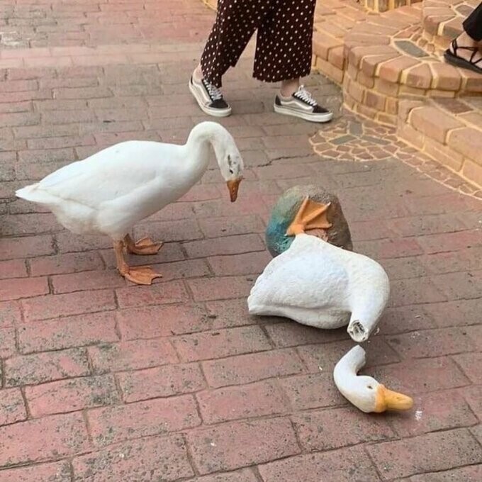 Living goose staring at decapitated inanimate goose statue