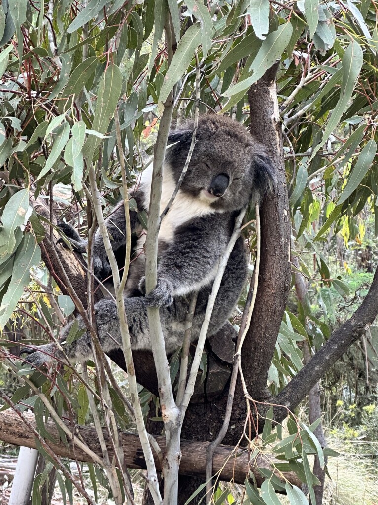 A koala, asleep in a tree. 