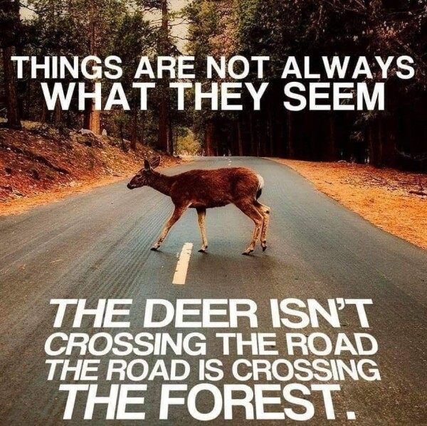 picture of deer on road in the middle of a forest
TEXT: Things are not always what they seem

The deer isn't crossing the road, the road is crossing the forest.