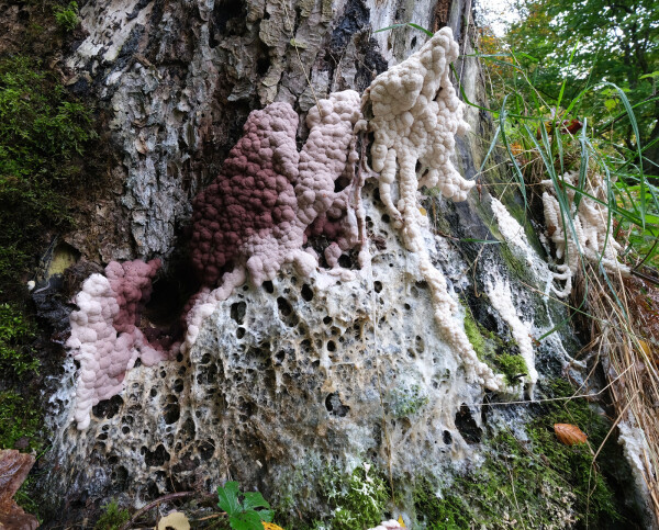 A very large slime mould covering an old tree stump. The slime mould is fresh at the top in the direction it has moved - leaving a thin covering lower down. Its mostly white grading in colour to reddish brown. Another patch of slime mould in on the far right where strings of it have grown along coarse grasses.