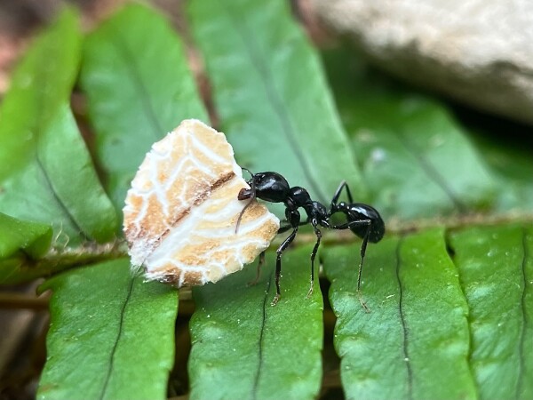 An ant carries a flake of oatmeal from my breakfast to its anthill.