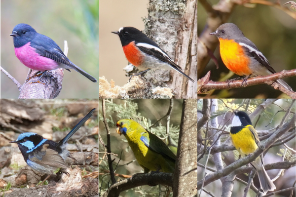 Six bird photos arranged in two rows. 

The top row is three robins:
1. Pink robin: Bright pink chest and underside. Grey head and chest with a small amount of white above beak and on wing.
2. Scarlet robin: Bright red chest, black head and chest with white above beak and on wing and underside.
3. Flame robin: Bright orange chest with darker flame-like feathers lower down. Grey head and chest with white above beak and on wing and underside.

The second row is:
4. Superb fairy-wren: Sky-blue top of head, cheek and band around neck and very other head feathers, neck, back and tail. Wings are brown and underside is moddled white and grey with some blue.
5. Green rosella: Small parrot. Most feathers are olive green but the chin and some wing feathers are bright blue and there's a red patch above the beak.
6. Golden whistler: Small bird with bright yellow body. The head is black with a large white chin patch. The wings are olive, underside is white and tail is grey. 